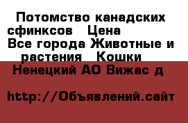 Потомство канадских сфинксов › Цена ­ 15 000 - Все города Животные и растения » Кошки   . Ненецкий АО,Вижас д.